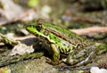 Profile of marsh green frog sitting in the water