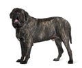 Profile of Mastiff, standing and panting