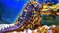 Profile of Mediterranean Seahorse in Saltwater aquarium tank - Hippocampus guttulatus