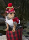 Profile Of Mixed Breed Dog In Basket Wearing Reindeer Hat