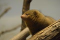 Profile of a Mongoose Peering out of a Fallen Log Royalty Free Stock Photo