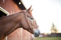 profile of mule with barn in background Royalty Free Stock Photo