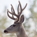 Profile of mule deer buck with velvet antler Royalty Free Stock Photo