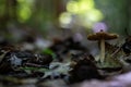 Profile of a Mushroom Amid Decaying Leaves