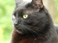 Profile of my black cat stairing at birds Royalty Free Stock Photo