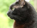 Profile of my black cat stairing at birds Royalty Free Stock Photo