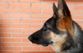 Profile of nice and young german shepherd with brick background Royalty Free Stock Photo