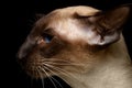 Profile Oriental Shorthair cat Royalty Free Stock Photo