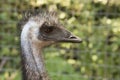 Profile of ostrich Royalty Free Stock Photo