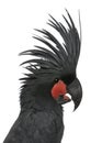 Profile of Palm Cockatoo's head