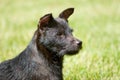 Profile of Patterdale terrier head Royalty Free Stock Photo