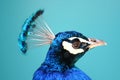 Profile of a Peacock Royalty Free Stock Photo