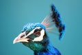 Profile of a Peacock Royalty Free Stock Photo