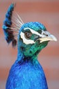 Profile of a Peacock Royalty Free Stock Photo