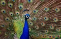 Profile of a peacock (Pavo cristatus)