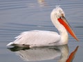 Profile of Pelican on lake Royalty Free Stock Photo