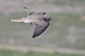 Profile of a Prairie Falcon In Flight