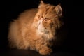 Profile Persian Exotic Longhair cat is on black background