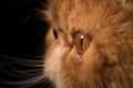 Profile Persian Exotic Longhair cat is on black background