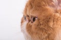 Profile Persian Exotic Longhair cat is on white background