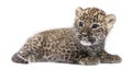 Profile of a Persian leopard Cub lying down (6 wee