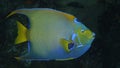 Close up shot of a Queen Angelfish Royalty Free Stock Photo