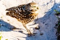 Burrowing Owl at Cape Coral Florida