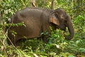 A profile picture of an Asian elephant in Cambodia Royalty Free Stock Photo