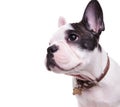 Profile picture of a cute french bulldog looking to side