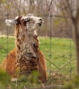 Profile picture llama