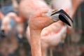 Profile of a pink flamingo with beak slightly open