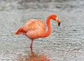 Pink flamingo in water