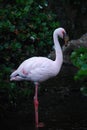 Profile of a Pink Lesser Flamingo