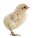 Profile of Polish Chicken, 1 day old, standing Royalty Free Stock Photo