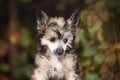 Profile Portrait of adorable powderpuff chinese crested dog in autumn forest. Image of lovely fluffy puppy Royalty Free Stock Photo