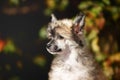 Profile Portrait of adorable powderpuff chinese crested dog in autumn forest. Image of lovely fluffy puppy Royalty Free Stock Photo