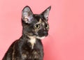 Profile Portrait Of An Adorable Tortoiseshell Kitten On Pink With Copy Space