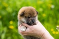 Profile Portrait of adorable two weeks old shiba inu puppy in the hands of the owner in the buttercup meadow Royalty Free Stock Photo