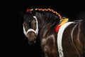 Belgian stallion portrait