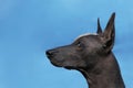 Profile portrait of adult Xolotizcuintle dog Mexican Hairless, male standard size.