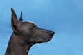 Profile portrait of adult Xolotizcuintle dog Mexican Hairless, male standard size.