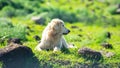 Profile portrait of an Akbash dog Royalty Free Stock Photo