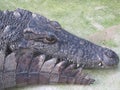 Profile portrait of a American alligator Alligator mississippiensis in water Royalty Free Stock Photo