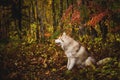 Profile Portrait of attentive Siberian Husky dog sitting in the bright enchanting fall forest