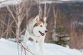 Profile portrait of attentive siberian Husky dog standing on the snow in winter forest at sunset on mountain background