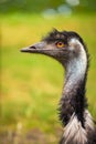 Profile portrait of Australian Emu Royalty Free Stock Photo