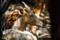 Profile portrait of baby deer (Rusa unicolor)