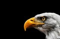 Profile Portrait of a Bald Eagle ( Haliaeetus Leucocephalus Royalty Free Stock Photo