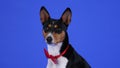 Profile portrait of Basenji in the studio on a blue background. African Barkless Dog wearing a red bow tie looks in