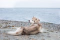 Profile Portrait Of Beautiful Beige And White Siberian Husky Dog Lying On The Sand Beach.